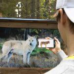 Puijo Peak Suomen eläimet AR